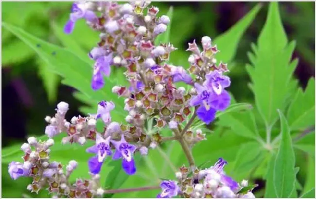 夏季有哪些主要蜜源植物？ | 生活常识