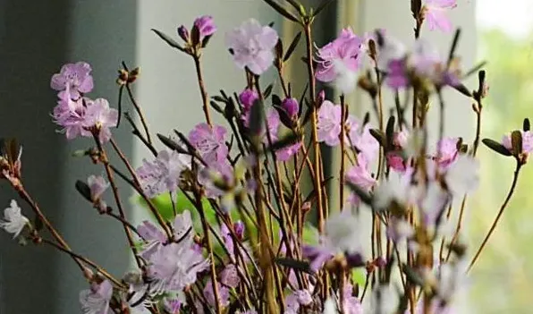 干支杜鹃多长时间开花 | 生活常识