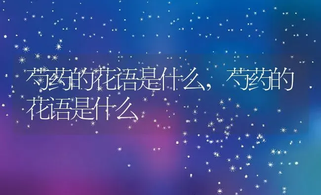 芍药的花语是什么,芍药的花语是什么 | 养殖科普