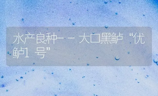 水产良种--大口黑鲈“优鲈1号” | 养殖知识