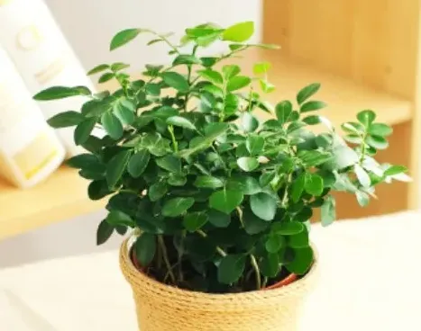 发财树老桩怎么栽,老桩发财树怎么养才茂盛？