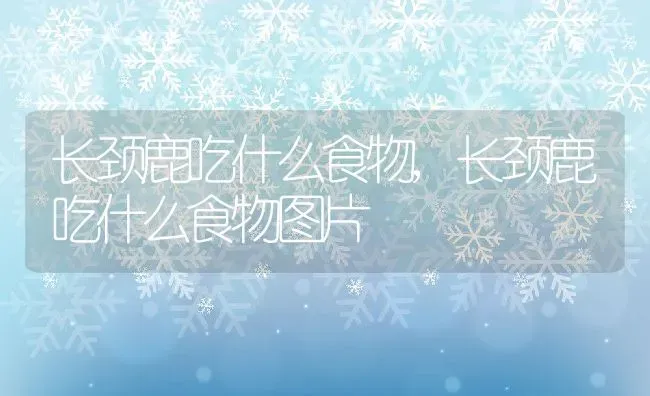 长颈鹿吃什么食物,长颈鹿吃什么食物图片 | 养殖科普
