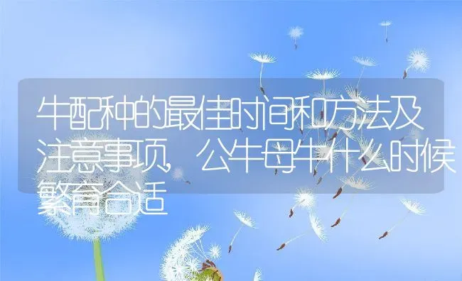 牛配种的最佳时间和方法及注意事项,公牛母牛什么时候繁育合适 | 养殖学堂