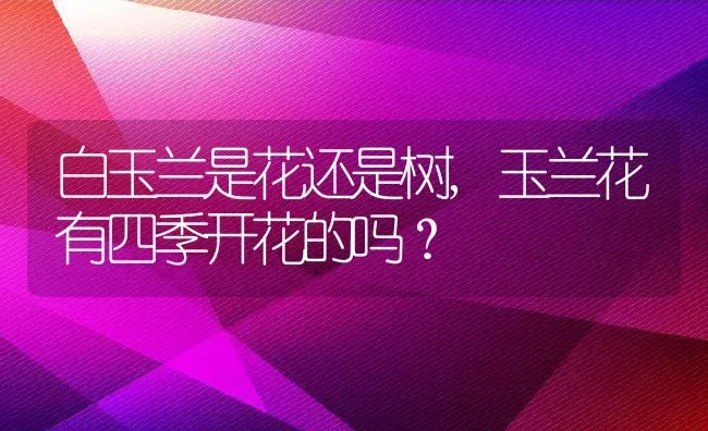 白玉兰是花还是树,玉兰花有四季开花的吗？ | 养殖科普