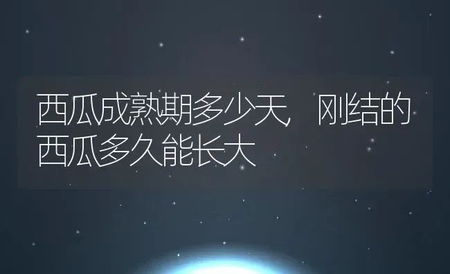 西瓜成熟期多少天,刚结的西瓜多久能长大 | 养殖科普