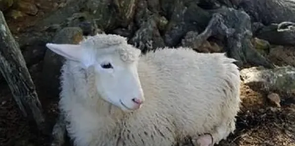 绵羊破伤风发病症状及防治方法 | 三农知识