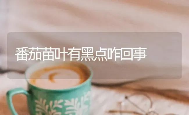 番茄苗叶有黑点咋回事 | 养殖知识