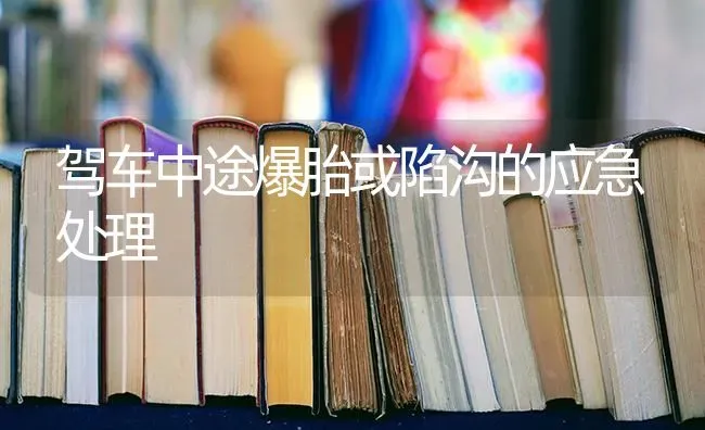 驾车中途爆胎或陷沟的应急处理 | 养殖技术大全