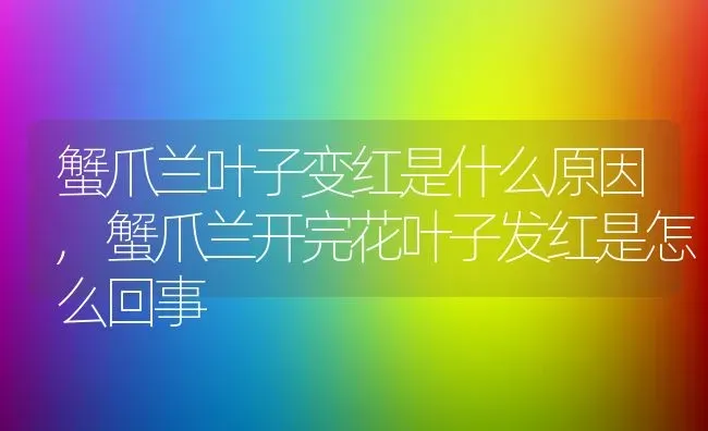 蟹爪兰叶子变红是什么原因,蟹爪兰开完花叶子发红是怎么回事 | 养殖学堂