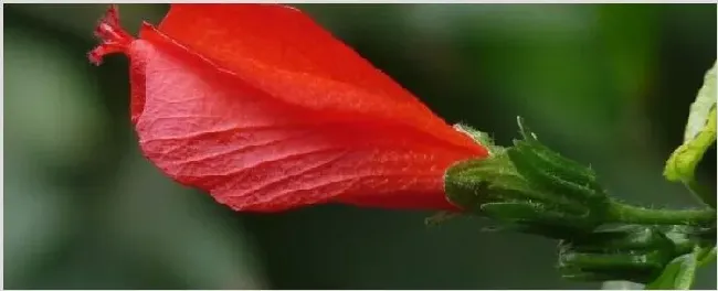 悬铃花繁殖方法 | 三农知识