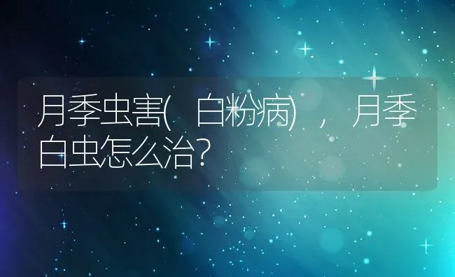 月季虫害(白粉病),月季白虫怎么治？ | 养殖科普