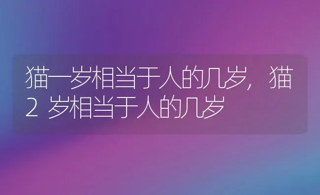 猫一岁相当于人的几岁,猫2岁相当于人的几岁 | 养殖资料