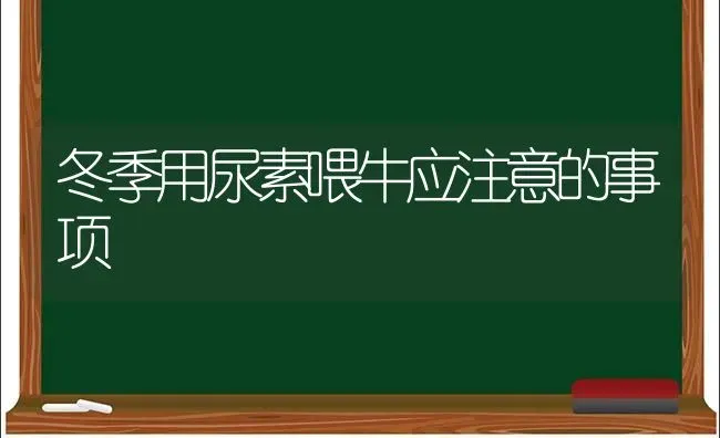 冬季用尿素喂牛应注意的事项 | 养殖知识