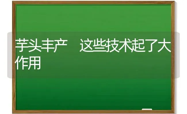 芋头丰产 这些技术起了大作用 | 养殖技术大全