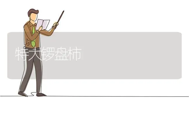 特大锣盘柿 | 养殖技术大全