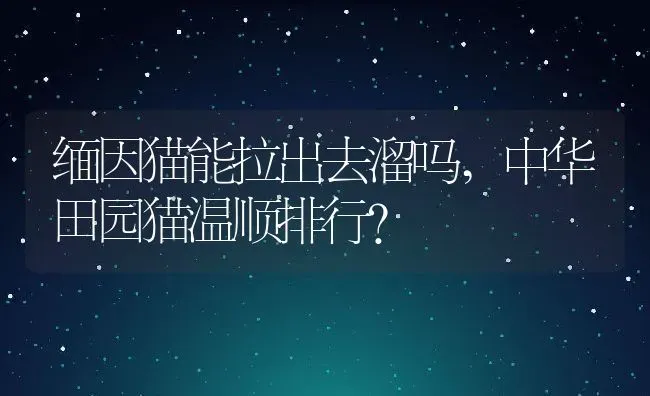 缅因猫能拉出去溜吗,中华田园猫温顺排行？ | 养殖学堂