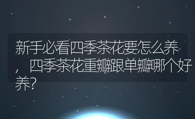 新手必看四季茶花要怎么养,四季茶花重瓣跟单瓣哪个好养？ | 养殖科普