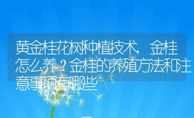 黄金桂花树种植技术,金桂怎么养？金桂的养殖方法和注意事项有哪些 | 养殖学堂