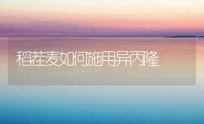 稻茬麦如何施用异丙隆 | 养殖知识
