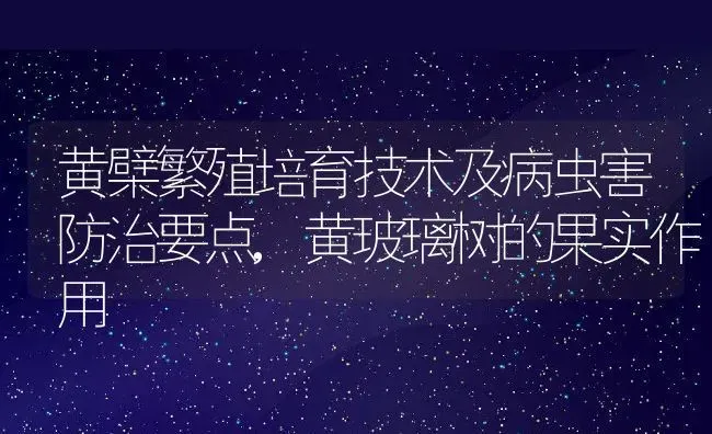 黄檗繁殖培育技术及病虫害防治要点,黄玻璃树的果实作用 | 养殖学堂