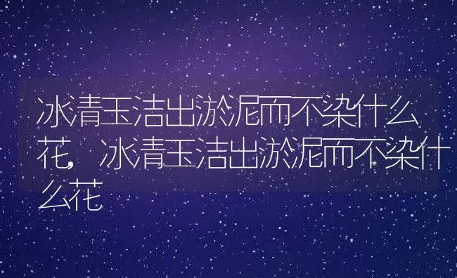 冰清玉洁出淤泥而不染什么花,冰清玉洁出淤泥而不染什么花 | 养殖科普
