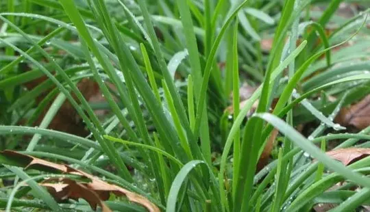 韭菜种子怎么种植,刚种的韭菜籽怎么播种？