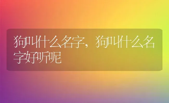 狗叫什么名字,狗叫什么名字好听呢 | 养殖科普