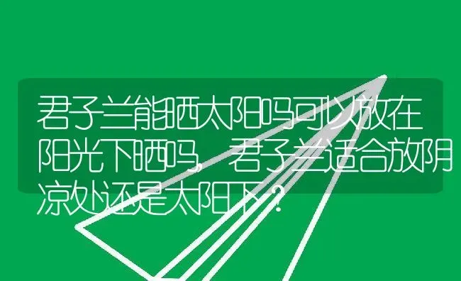 君子兰能晒太阳吗可以放在阳光下晒吗,君子兰适合放阴凉处还是太阳下？ | 养殖科普