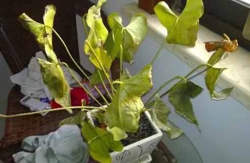红掌怎么分株移栽,一掌红怎样分盆移栽？