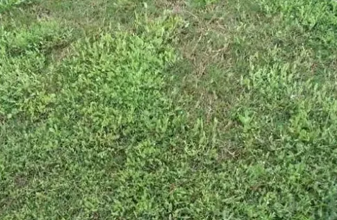 草坪除草剂的用药适期确定方法 除草剂的种类 | 三农知识