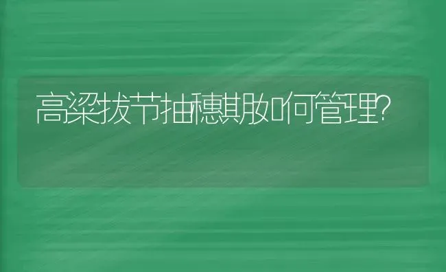 高粱拔节抽穗期如何管理? | 养殖知识