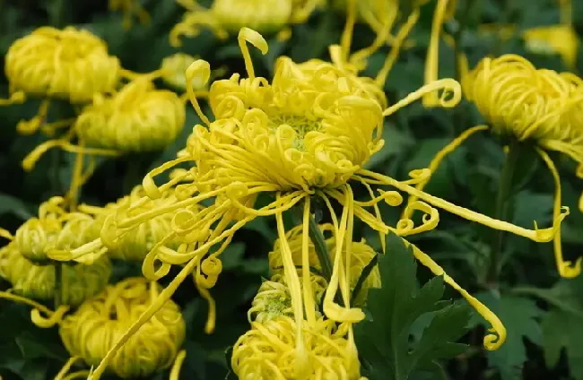 菊花如何种植管理,菊花茶的种植技术和时间？