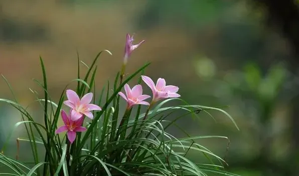 风雨兰用多深的盆 | 农广天地