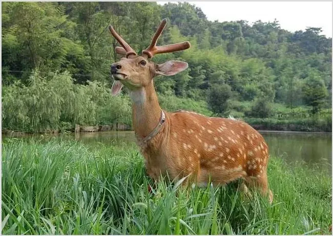 梅花鹿的夏季养殖注意要点 | 生活妙招