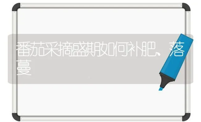 番茄采摘盛期如何补肥、落蔓 | 养殖技术大全