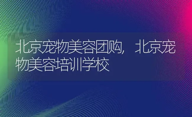 北京宠物美容团购,北京宠物美容培训学校 | 养殖资料