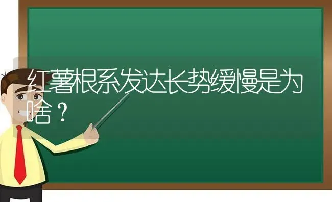 红薯根系发达长势缓慢是为啥? | 养殖技术大全