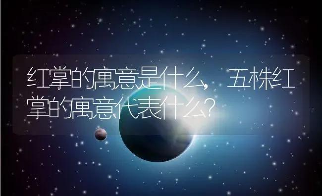 红掌的寓意是什么,五株红掌的寓意代表什么？ | 养殖科普