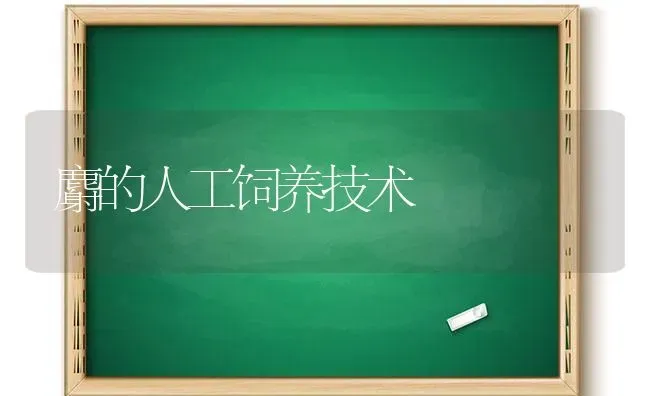 麝的人工饲养技术 | 养殖技术大全