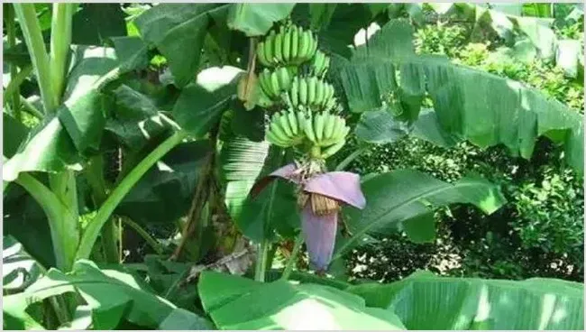 香蕉迟抽蕾怎么办？管理要点分析下 | 农广天地