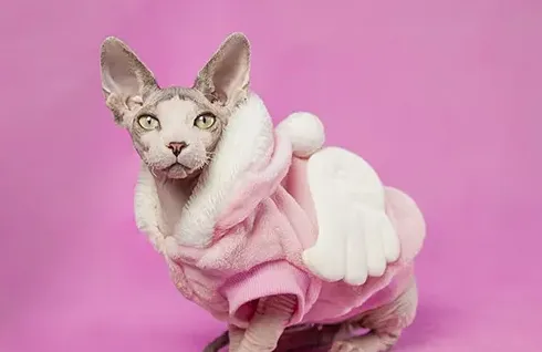养幼猫斯芬克斯太痛苦了,斯凤克斯猫好养么？