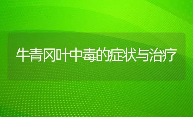 牛青冈叶中毒的症状与治疗 | 养殖知识