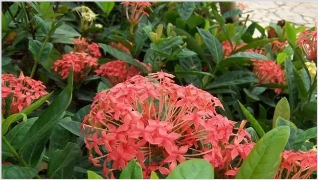 龙船花的养殖方法 | 生活妙招
