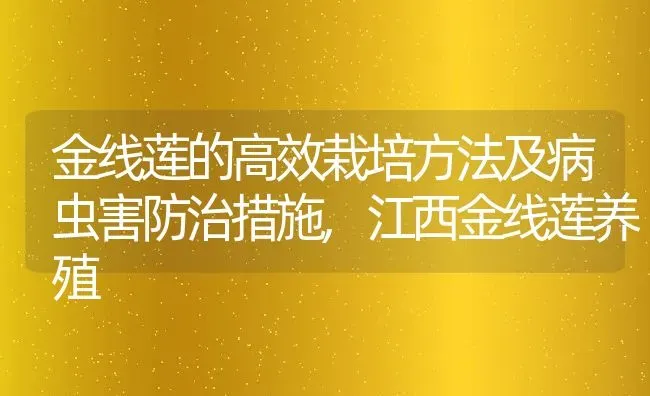 金线莲的高效栽培方法及病虫害防治措施,江西金线莲养殖 | 养殖学堂