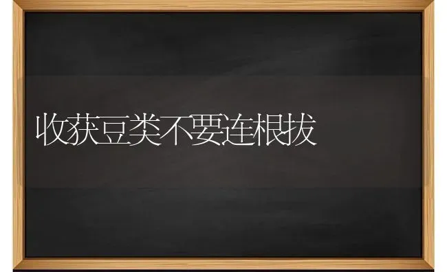 收获豆类不要连根拔 | 养殖技术大全