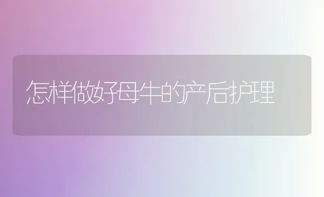 怎样做好母牛的产后护理 | 养殖知识