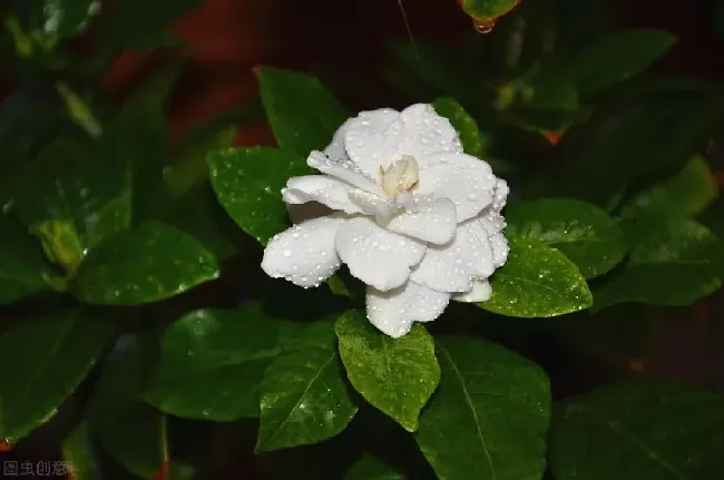 栀子花的养殖方法和浇水,栀子花的养殖方法和栽培技术？