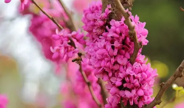 紫荆花什么时候开 | 生活妙招