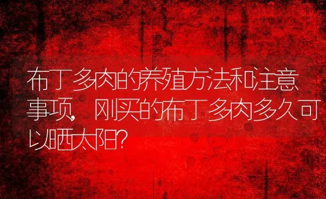 布丁多肉的养殖方法和注意事项,刚买的布丁多肉多久可以晒太阳？ | 养殖科普