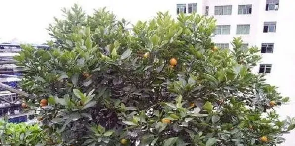 橙子的盆栽种植技巧 | 三农知识